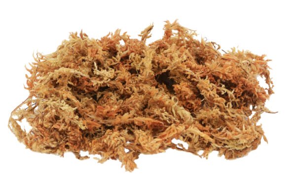 sphagnum moss lucky reptile