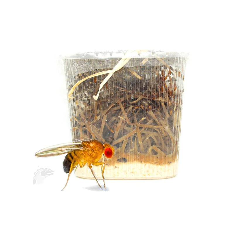 Drosophila - Mouche Drosophile