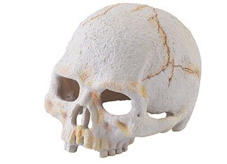 Primate Skull ExoTerra